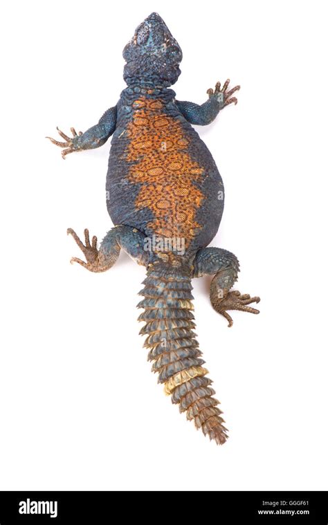 Green and red brick with white ocelli surrounded by brown edges. . Arabian blue uromastyx size